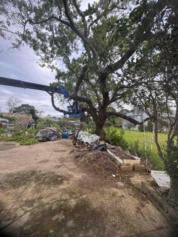 🪽森羽園藝 - 修枝及移植