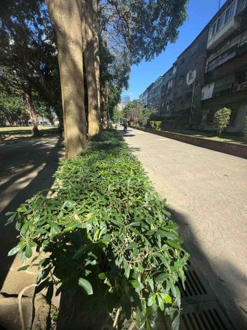 🪽森羽園藝 - 灌木修剪