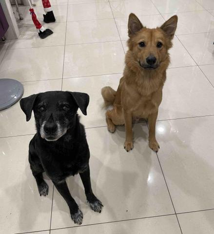 凱莉居家服務 - 