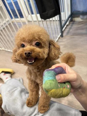 安安 - 這是我之前照顧過的毛小孩??