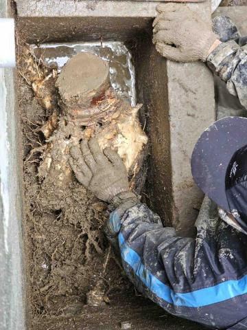 盧子揚 - 樹根移除