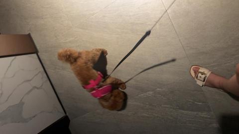 安安 - 散步完回去的時候