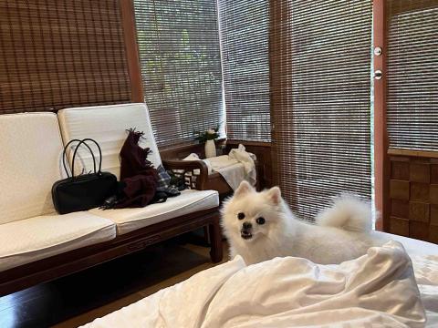 毛大叔狗私塾 - 小公主咘咘
#狗學生 毛大叔狗私塾 - 小公主咘咘
#狗學生