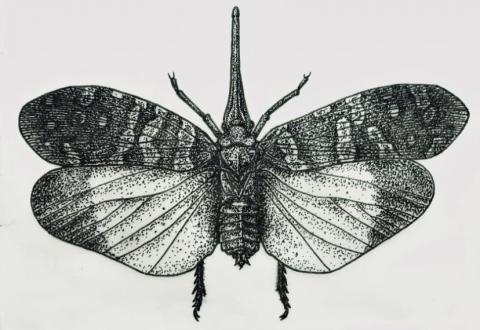 HSIN - 龍眼雞，手繪科學點圖，使用代針筆繪製完成。