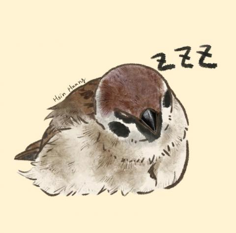 HSIN - 熟睡的麻雀。以平板繪圖軟體繪製完成（procreate ）。