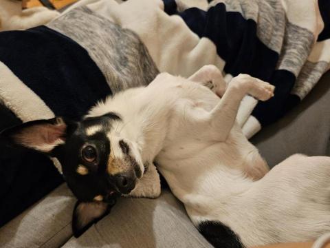 藝奇寵物住宿/安親 - 