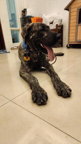 藏 訓犬-犬類訓練 矯正 -  藏 訓犬-犬類訓練 矯正 -