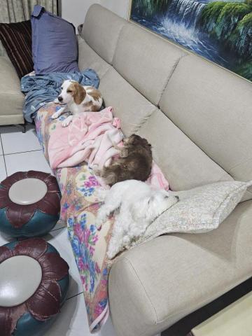 藝奇寵物住宿/安親 - lulu.妹妹.饅頭