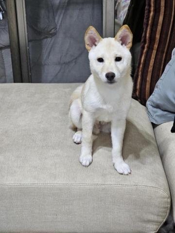 藝奇寵物住宿/安親 - 