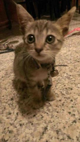 L.f的個人寵物照顧服務 - 照顧過的貓貓