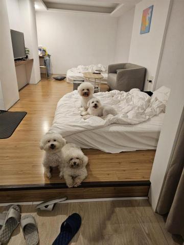 藝奇寵物住宿/安親 - 