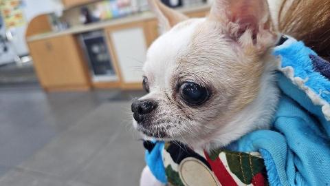 藝奇寵物住宿/安親 - 