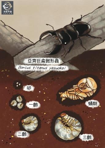 HSIN - 甲蟲的生活史海報。
甲蟲與背景皆由平板繪圖軟體（procreate ）繪製而成。