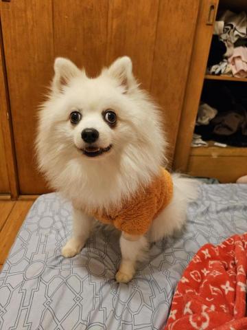 藝奇寵物住宿/安親 - 