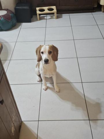 藝奇寵物住宿/安親 - 