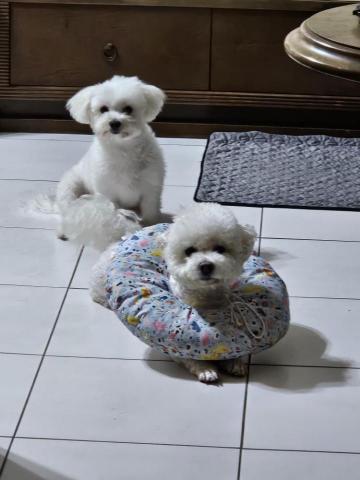 藝奇寵物住宿/安親 - 