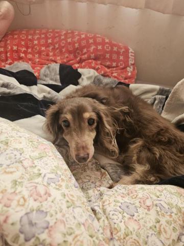 藝奇寵物住宿/安親 - 