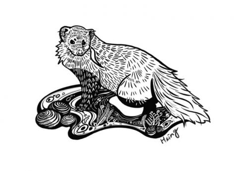 HSIN - 食蟹獴。以平板繪圖軟體繪製完成（procreate ）。食蟹獴會棲息於未受污染的水域。