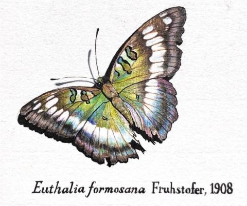 HSIN - 臺灣翠蛺蝶，色鉛筆手繪插畫。