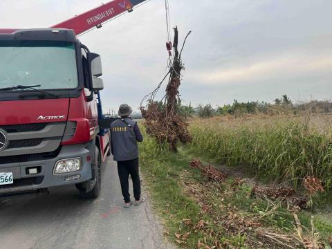 大灰熊 - 木材清除