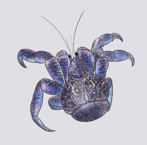 HSIN - 椰子蟹。以平板繪圖軟體繪製完成（procreate ）。椰子蟹的顏色像星空，繪製的過程十分療癒！