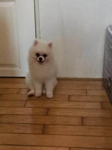 藝奇寵物住宿/安親 - 