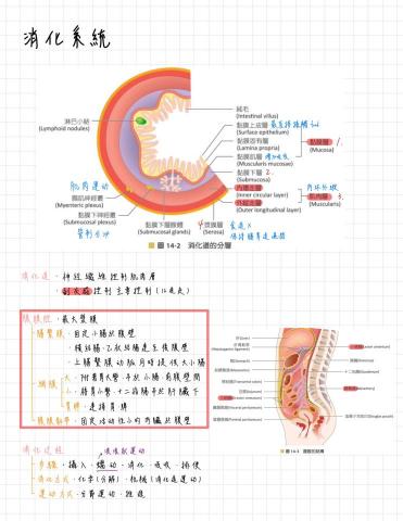 Queena Chen - 以圖片及層級架構整理生理構造與功能，文字記錄重點，與旁邊的圖片對照加深記憶。