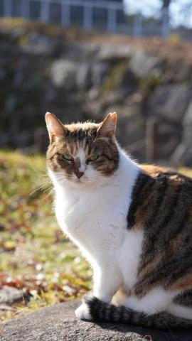 L.f&rsquo;s photo - 寵物拍攝