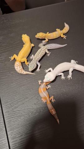 陳芷涵 - 自家的寵物守宮