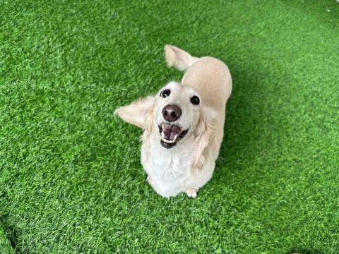 提供保母服務的專家竑的保母小屋