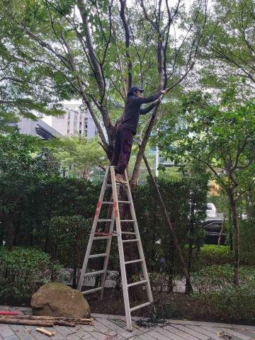 李宗憲 - 枯枝鋸除