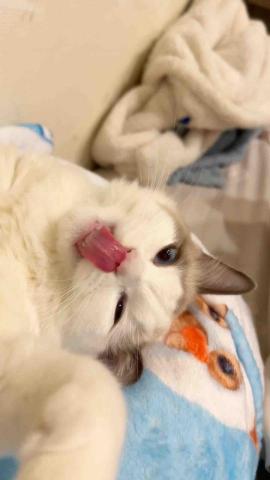 提供寵物旅館台中服務的專家蕭詩芸