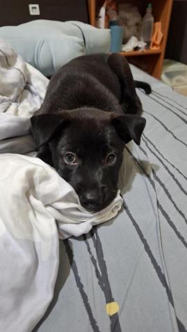 陳芷涵 - 寵物寄養的小狗