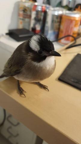 陳芷涵 - 自家的寵物鳥