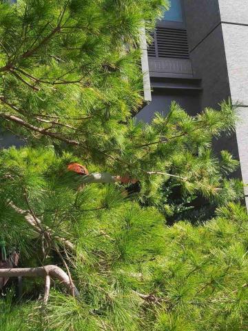 李宗憲 - 五葉松修剪