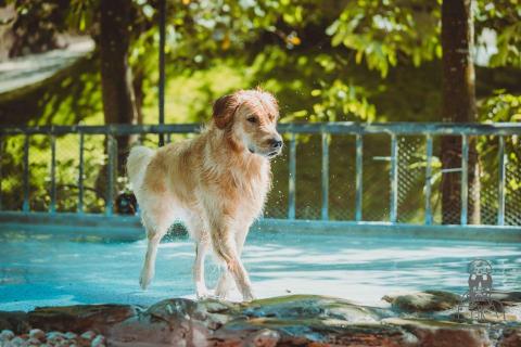 Castor Photo - 寵物寫真