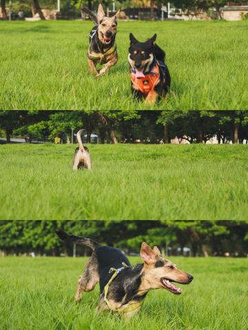 Castor Photo - 寵物寫真