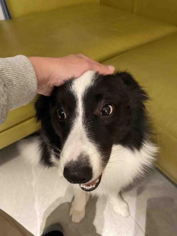 毛大叔狗私塾 - 熱情愛玩的旺卡
#狗學生 毛大叔狗私塾 - 熱情愛玩的旺卡
#狗學生