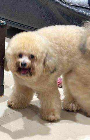 廖成語 - 這也是我家的狗狗