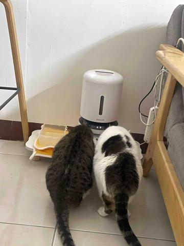 貼心貓奴新春上工！ - 居家清潔一把罩