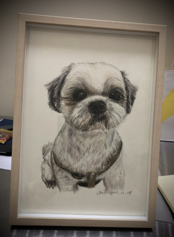 Anita Lu😺 - 為朋友過世的寵物手繪肖像畫，使用水性色鉛筆