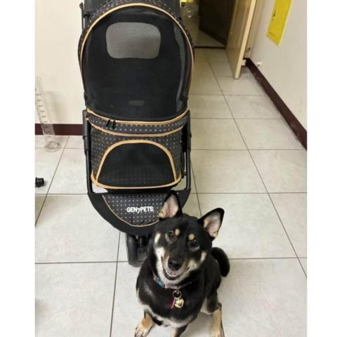 提供寄養服務的專家Emma&rsquo;s Beautiful Life