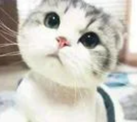 林少偉 - 卡哇依