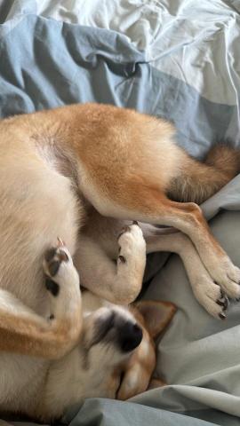 廖成語 - 我家的狗狗在睡覺