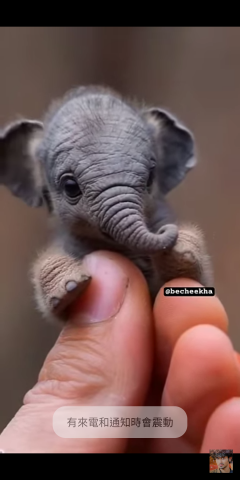 林少偉 - 迷你象