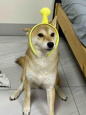 廖成語 - 我家的狗狗