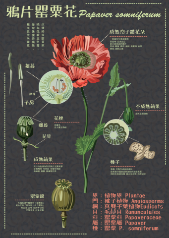 Iris設計工作室 - 圖鑑插畫，Illustrator向量繪圖。