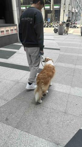 毛學苑專業訓犬 - 慢慢散步好優雅