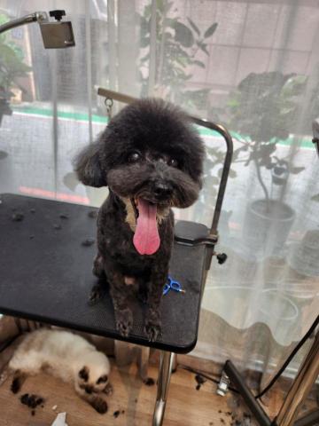 羅玉琪 - 洗澡美容後超開心