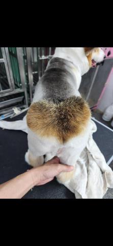 羅玉琪 - 愛心屁屁～